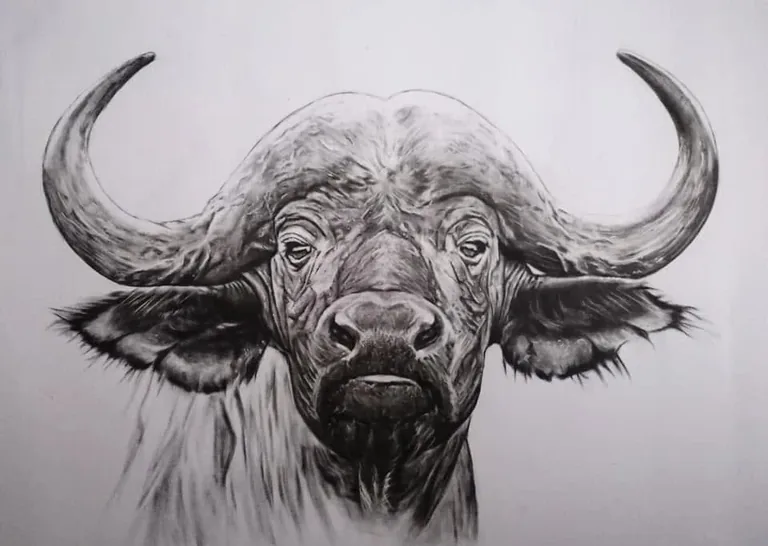 Monochrome buffalo portrait