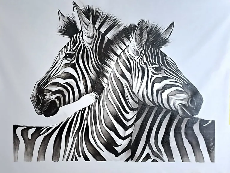 Two zebras facing opposite directions